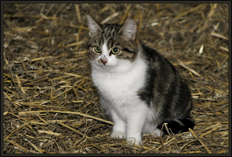 Ein Pony wollte ich fotografieren, eine kleine Katze habe ich erwischt.