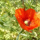 ein Poppy im winde