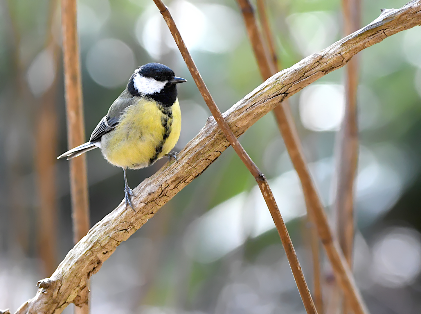 EIN PORTRÄT AUS DER VOGELWELT