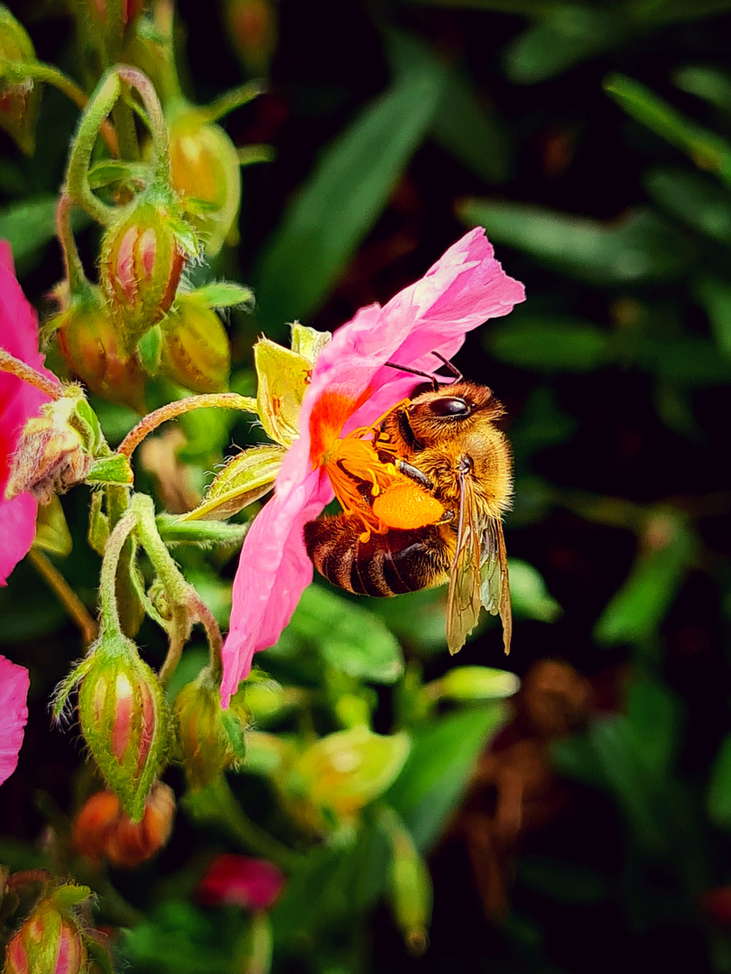 Ein Porträt einer fleißigen Biene an einer rosafarbenen Blüte