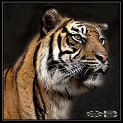 Ein Porträt eines Tigers