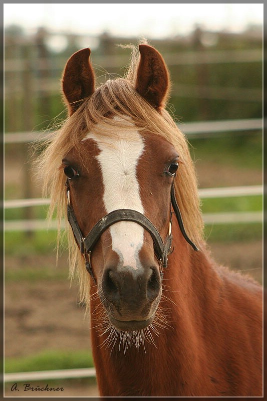 ein Portrait