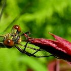 Ein Portrait der Gemeinen Weidenjungfer (Chalcolestes viridis) auf einem Rosenblatt