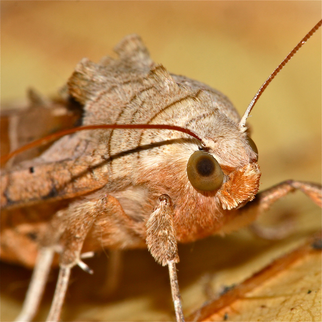 Ein Portrait der gerade vom Friseur gekommenen Achateule (Trigonophora meticulosa), Bild 3