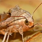 Ein Portrait der gerade vom Friseur gekommenen Achateule (Trigonophora meticulosa), Bild 3