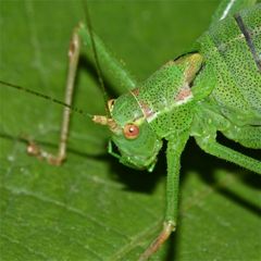 Ein Portrait der recht farbvariablen Punktierten Zartschrecke (Leptophyes punctatissima)