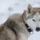 Ein Portrait - Schlittenhund-Rennen