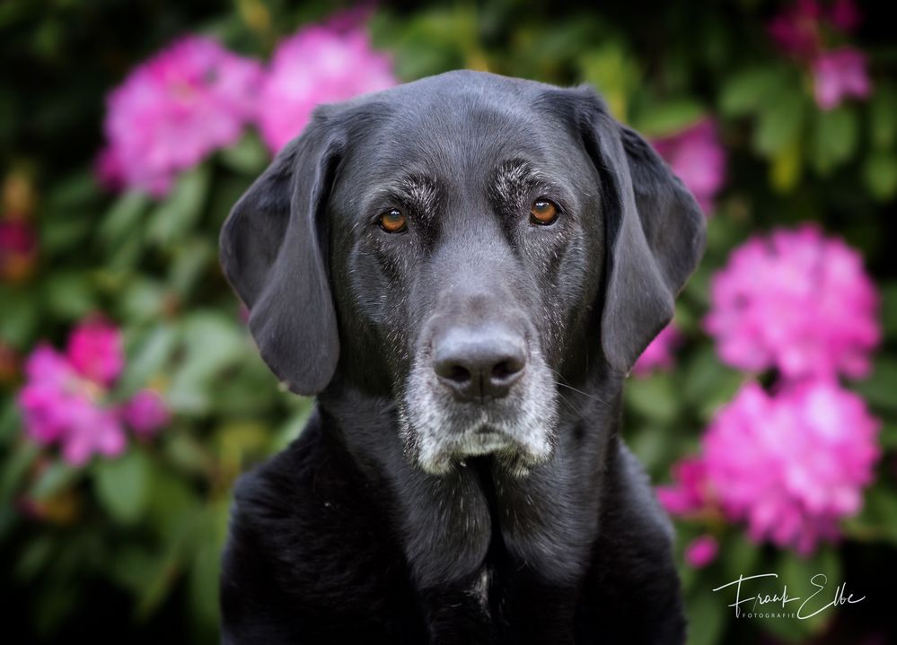 Ein Portrait unserer alte Hündin Milka