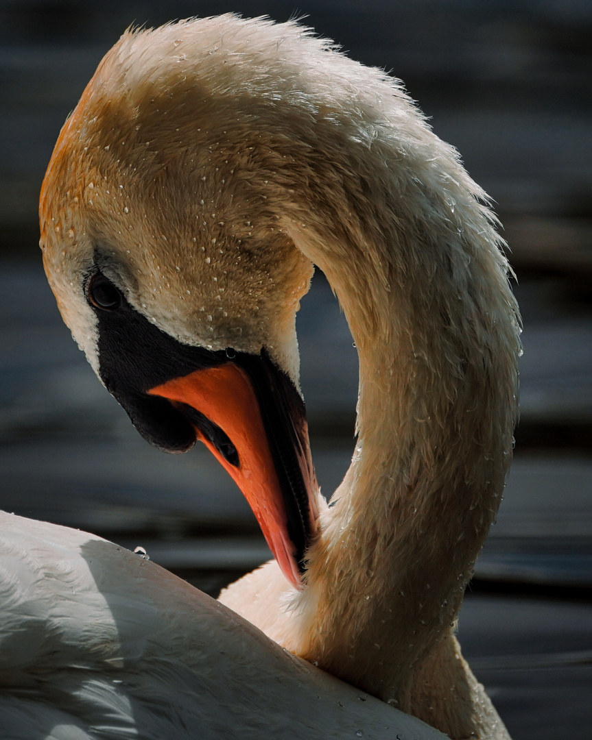 Ein Portrait von einem Schwan im Maintaler Ried (Hessen) 