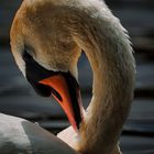 Ein Portrait von einem Schwan im Maintaler Ried (Hessen) 