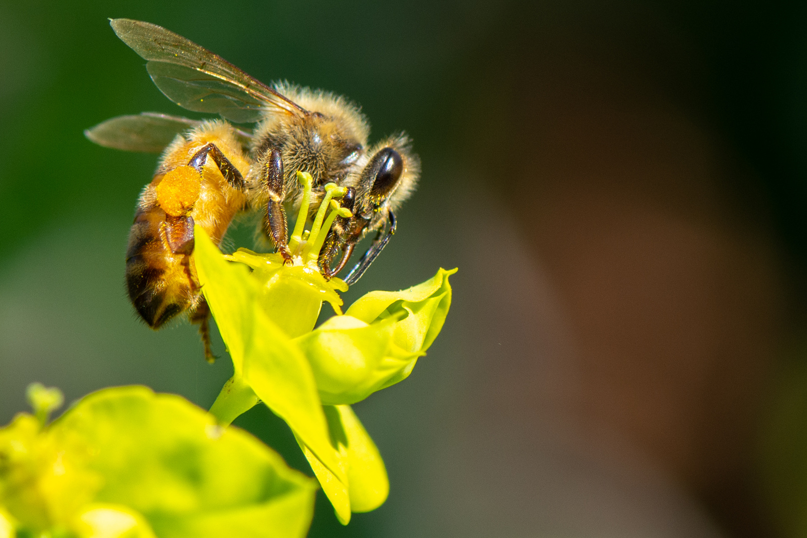 ...ein possierliches Bienchen