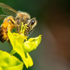 ...ein possierliches Bienchen