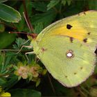 ~~~~ Ein Postillon (Colias croceus)....~~~~