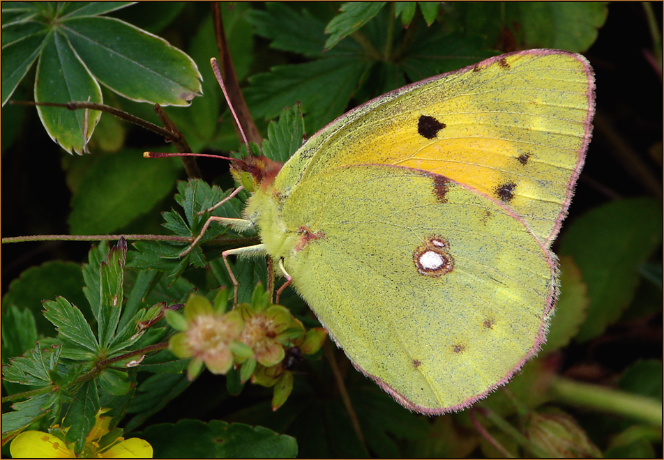 ~~~~ Ein Postillon (Colias croceus)....~~~~