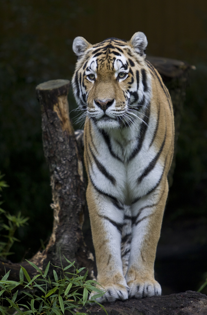 Ein Pracht Tiger