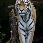 Ein Pracht Tiger