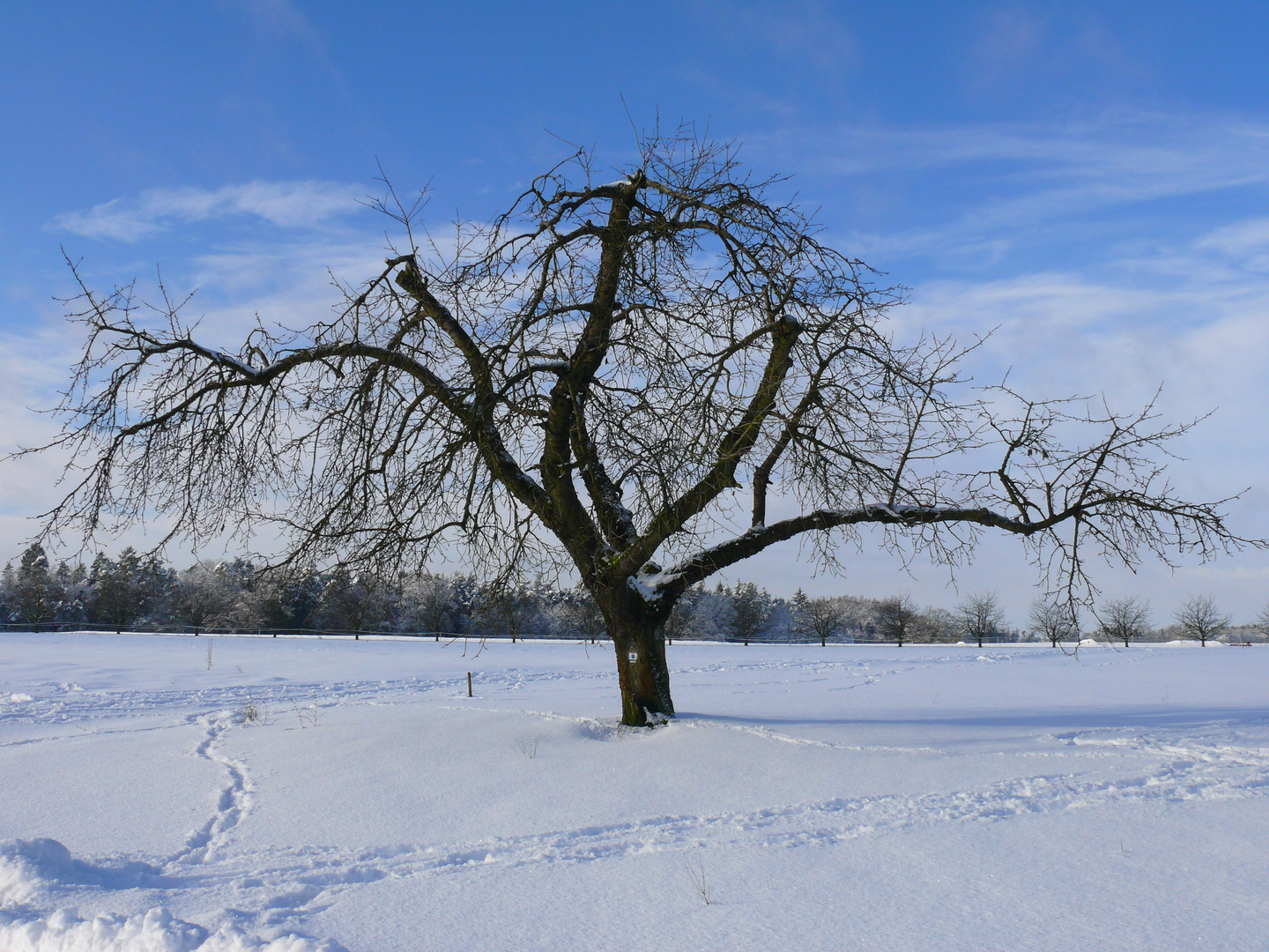 ein Prachtexemplar von einem Kirschbaum