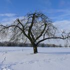 ein Prachtexemplar von einem Kirschbaum