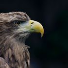 Ein Prachtexemplar von einem Seeadler - Portrait -