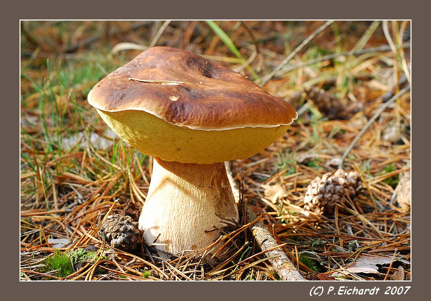 Ein Prachtexemplar von einem Steinpilz