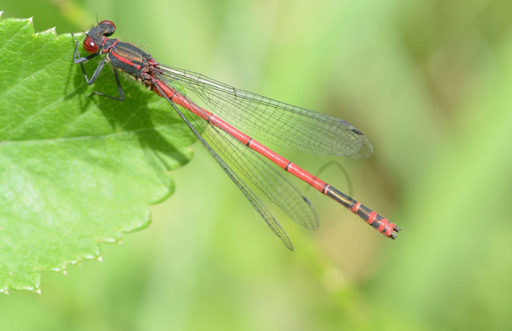 Ein Prachtexemplar von Kleinlibelle: Die frühe Adonislibelle