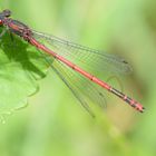 Ein Prachtexemplar von Kleinlibelle: Die frühe Adonislibelle