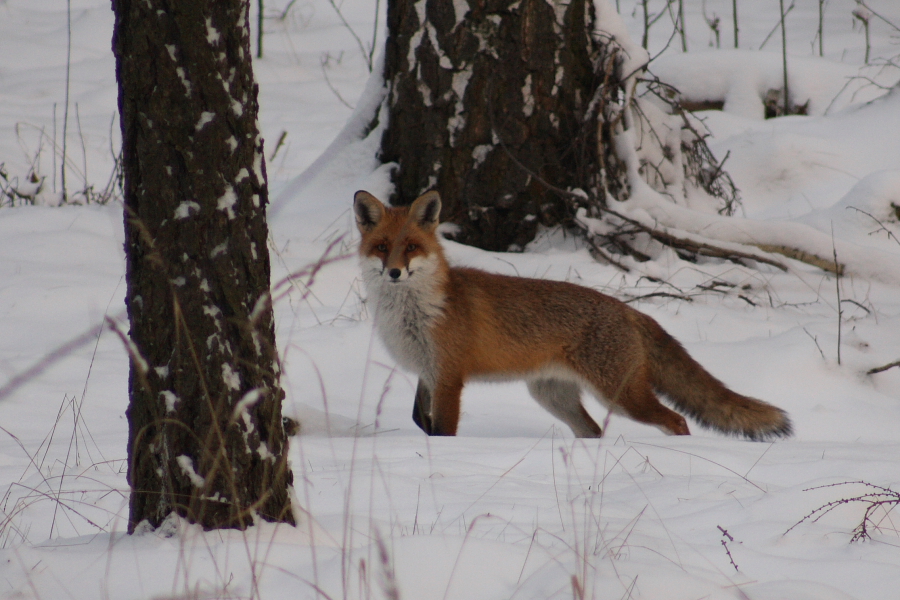 Ein Prachtfuchs!