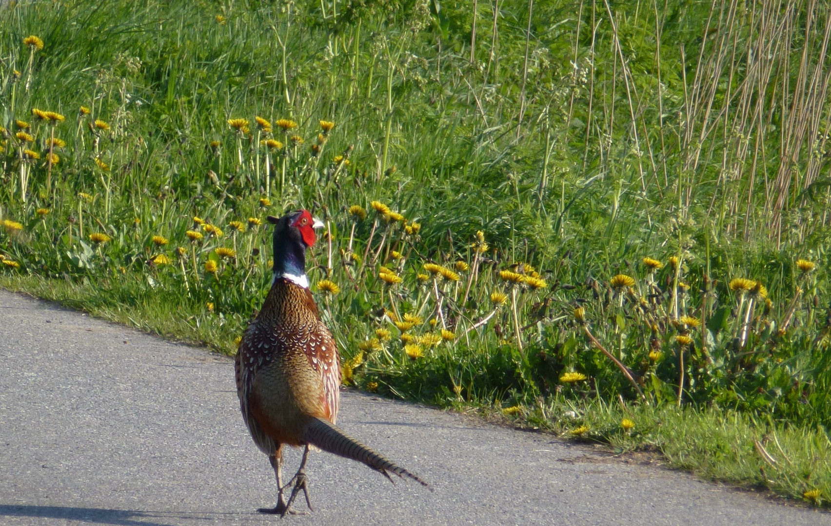 Ein Prachtkerl