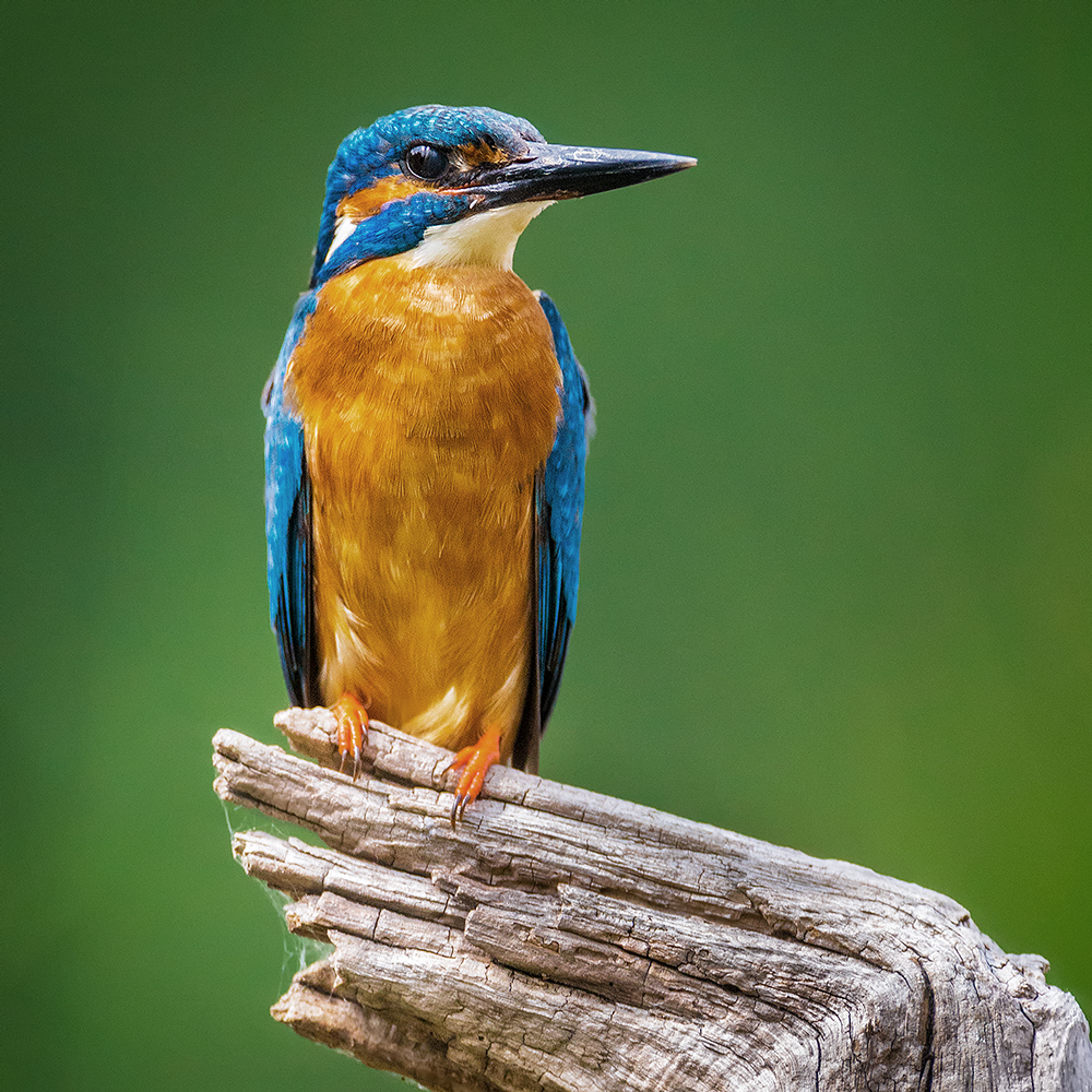 Ein Prachtkerl, dieser Eisvogel