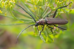 Ein Prachtkerl vom Niederrhein!