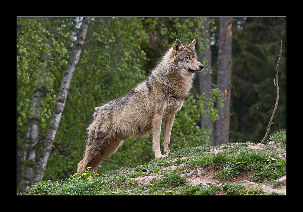 ein Prachtkerl von einem Wolf...