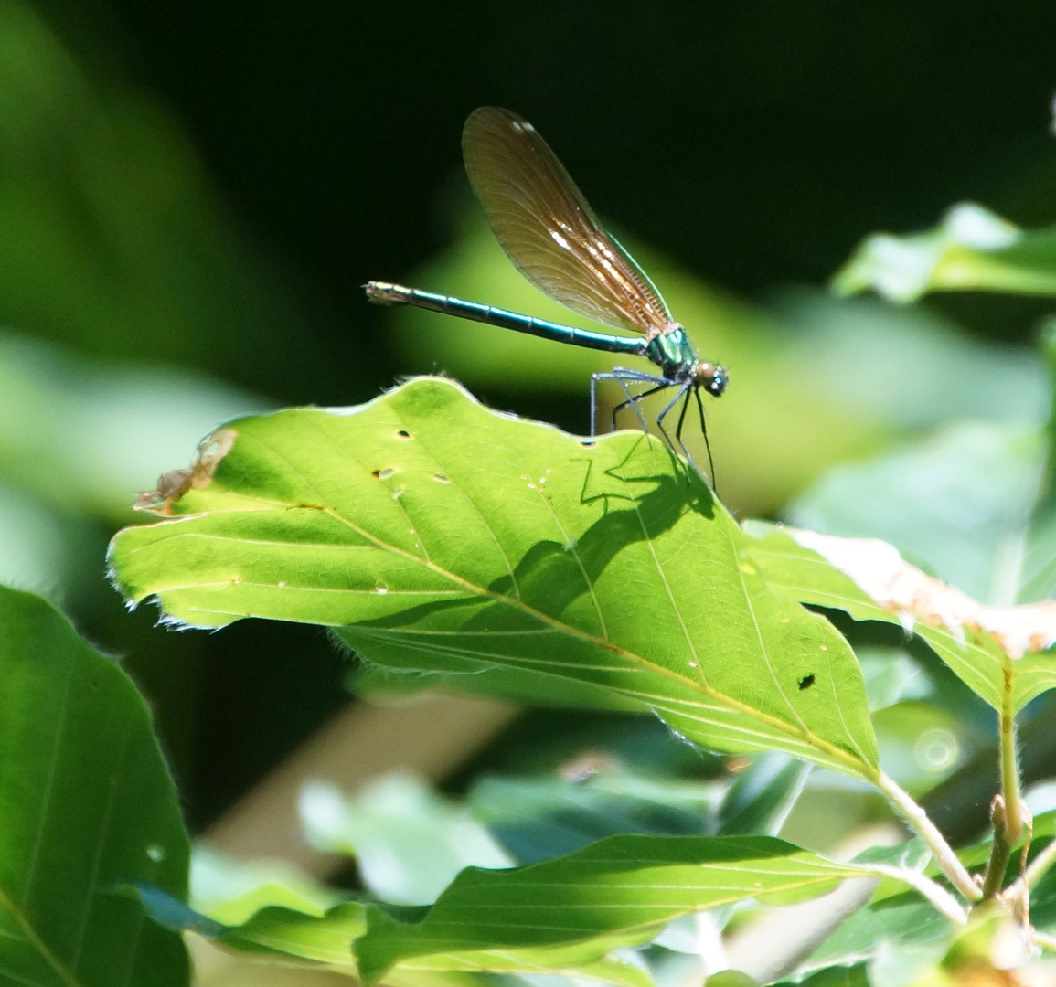 Ein Prachtlibelle