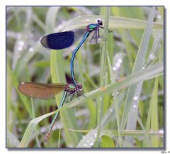 Ein Prachtlibellen-Paar im Regenfeuchten Gras.