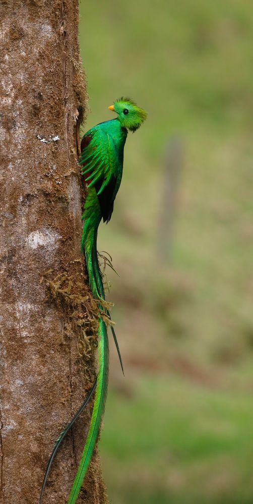 Ein Prachtsexemplar: Der Resplendent Quetzal !