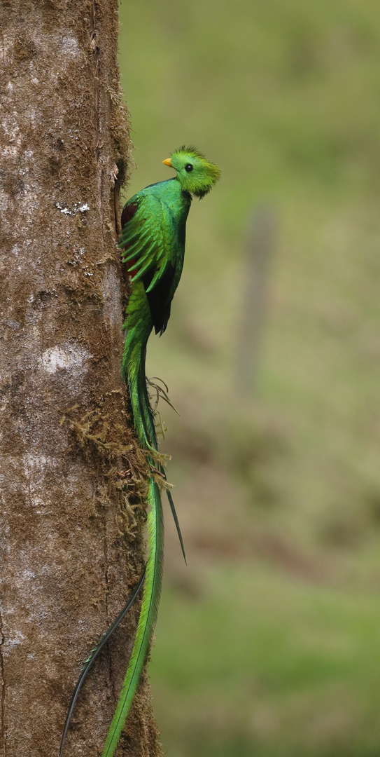 Ein Prachtsexemplar: Der Resplendent Quetzal !