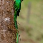 Ein Prachtsexemplar: Der Resplendent Quetzal !