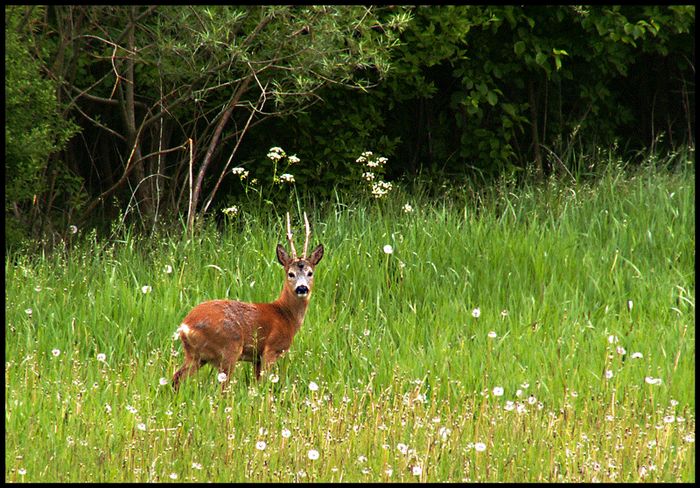 Ein Prachtstück der Natur