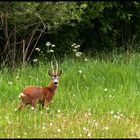 Ein Prachtstück der Natur