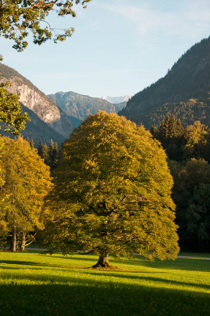 Ein prachtvoller Baum