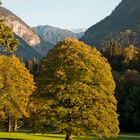 Ein prachtvoller Baum