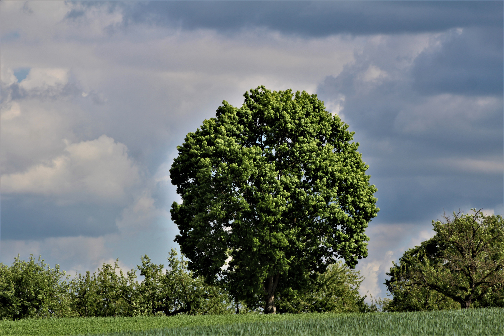 ein prachtvoller Baum  in der Ferne