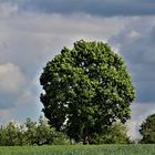 ein prachtvoller Baum  in der Ferne