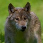 Ein prachtvoller Wolf