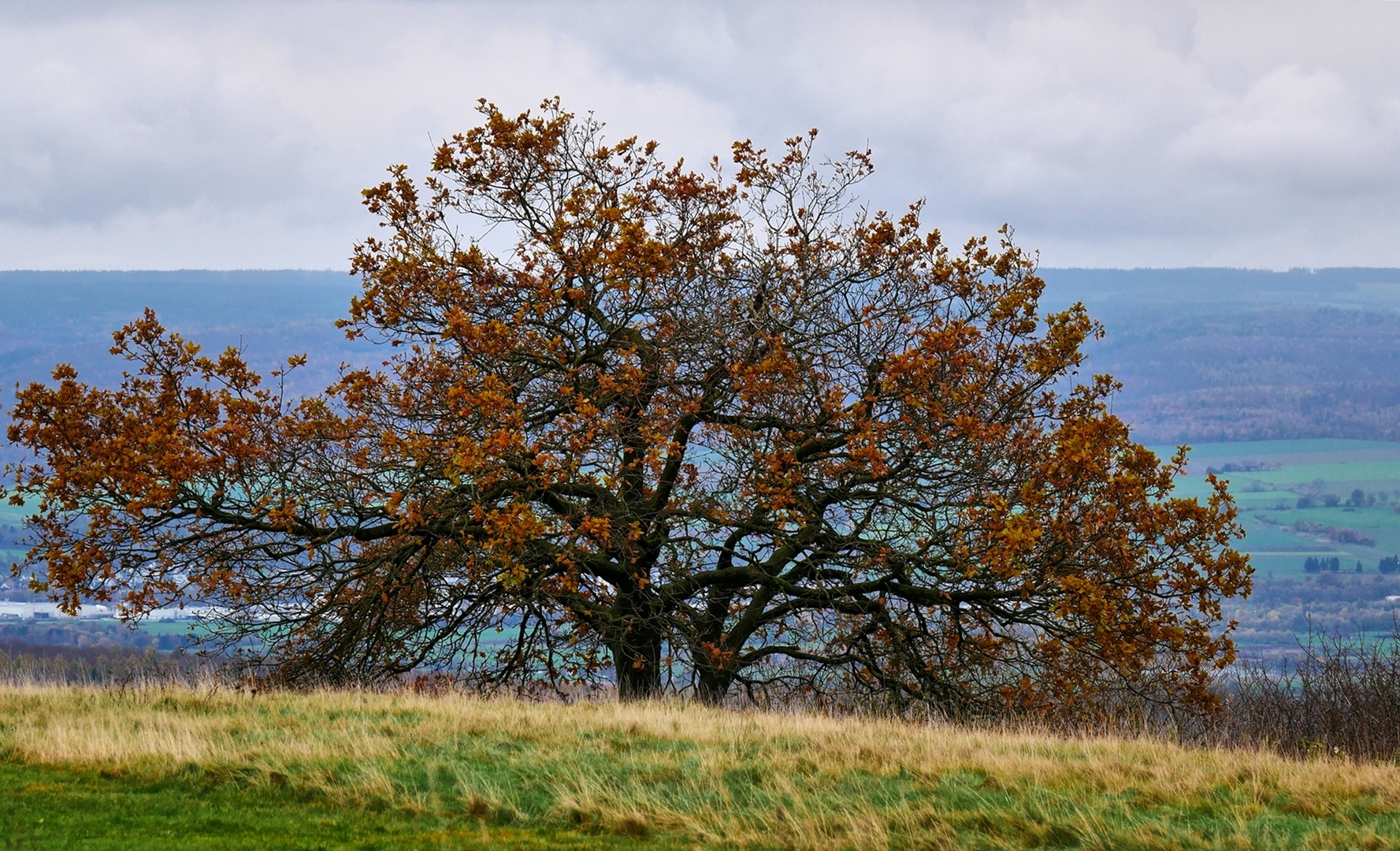 Ein prächtiger Baum auf dem Köterberg