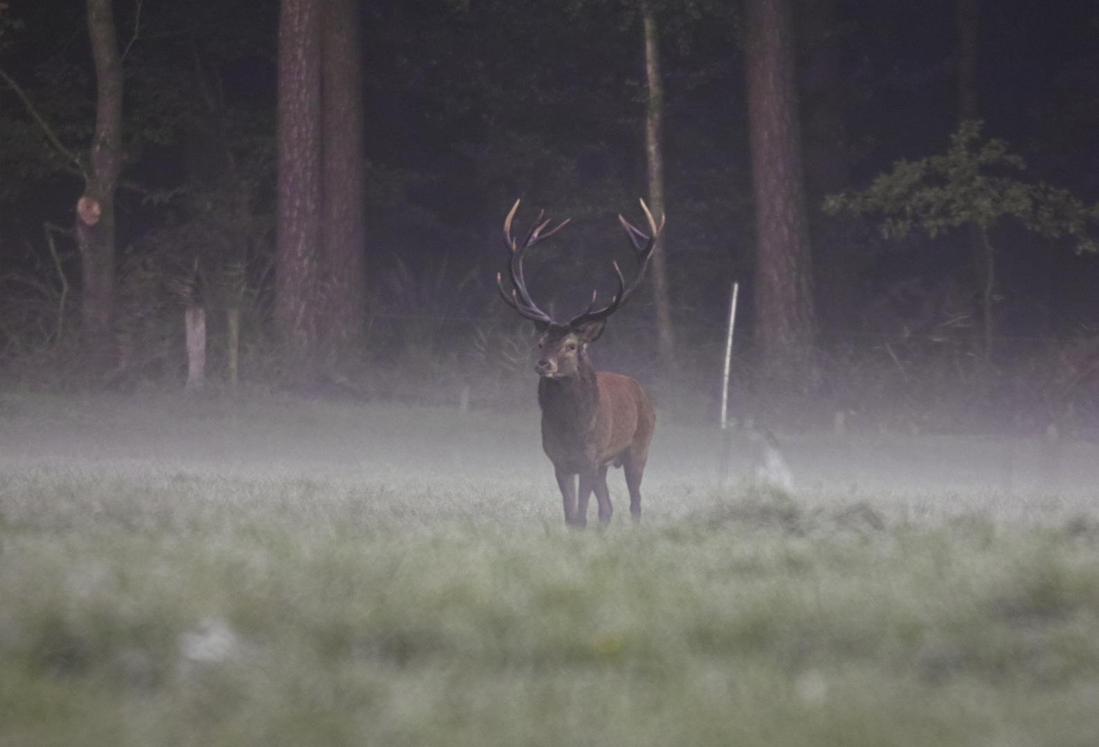 Ein prächtiger Bursche im Morgennebel