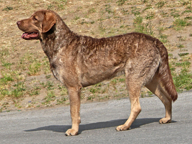 Ein prächtiger Chesapeake Bay Retriever im Stand