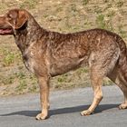 Ein prächtiger Chesapeake Bay Retriever im Stand