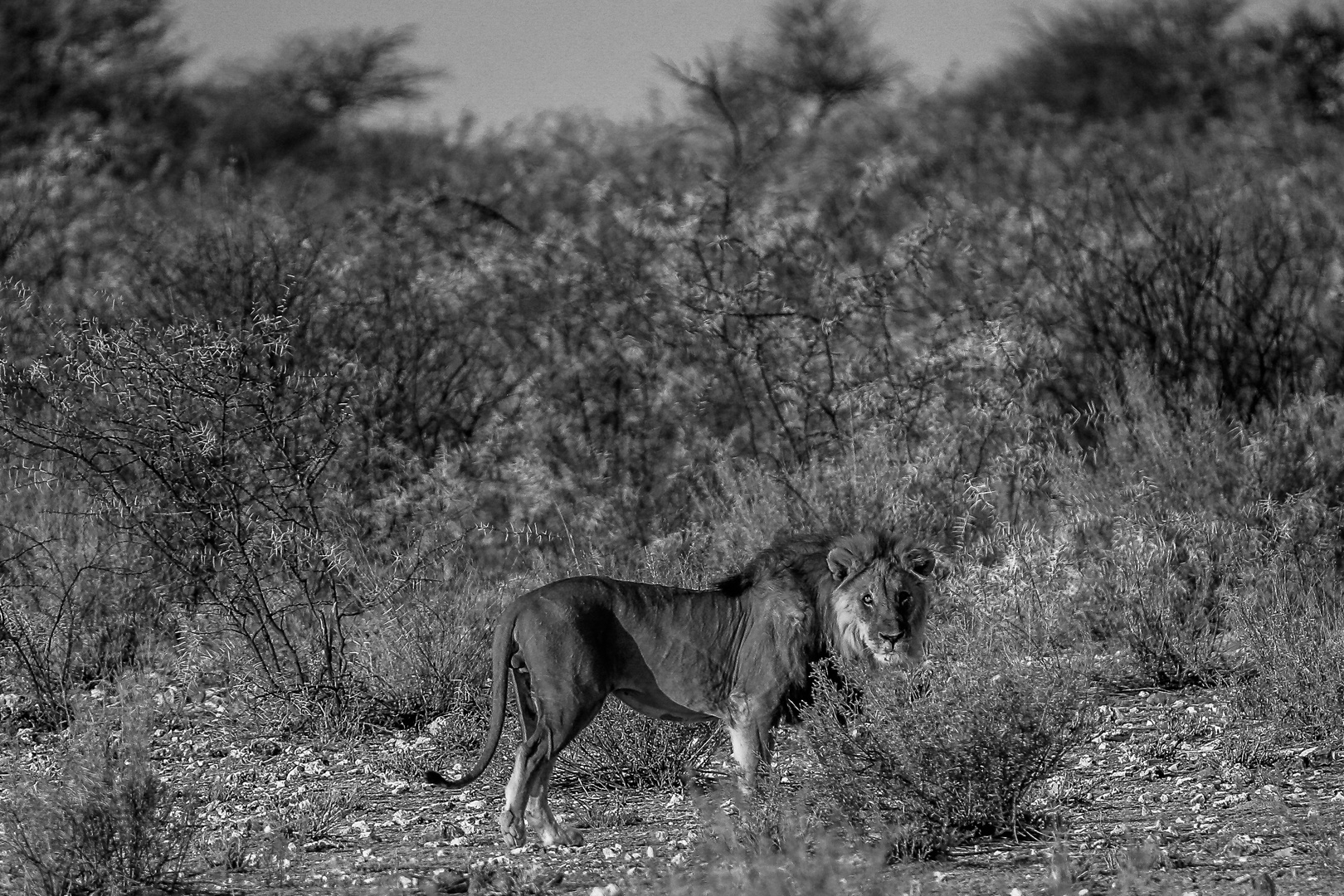 ein prächtiger Löwe verschwindet in der Abendsonne