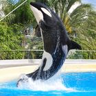 Ein prächtiger Orca