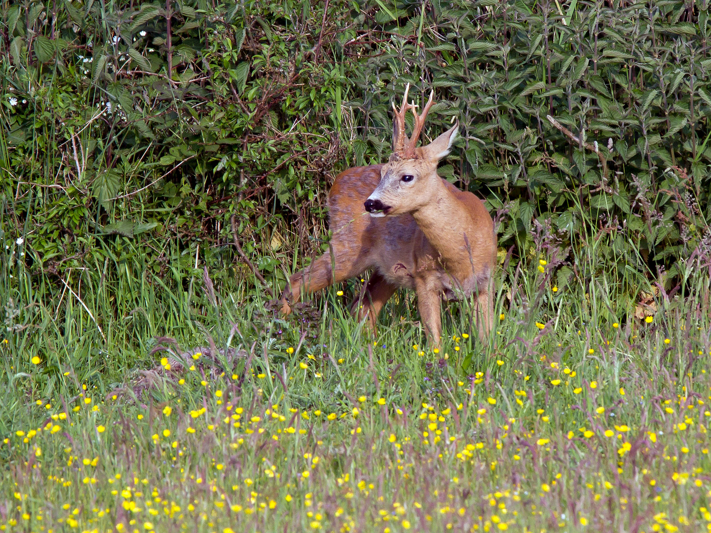 Ein prächtiger Rehbock am frühen Morgen